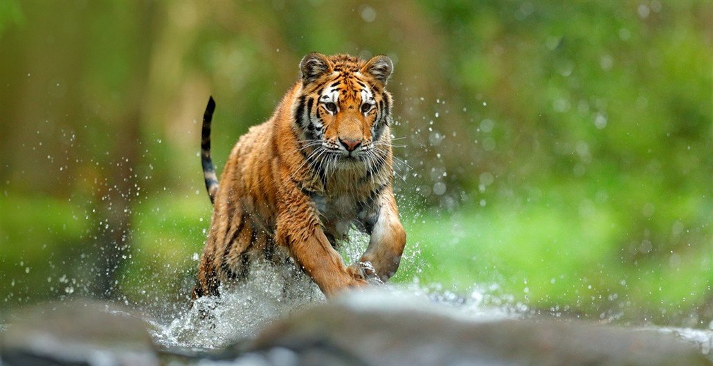 Tygři jsou mimořádně inteligentní. Podle zkušeného drezéra šelem nejchytřejší...