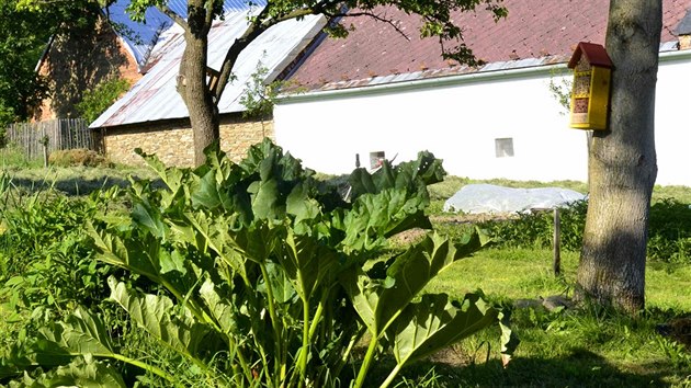 st zahrady mezi sklenkem a skalkou - oek a hrue rozprostrajc se nad kompostem a rebarborou, s hmyzm domekem a skornkem na kmeni. A pod hromdkou kamen pod oekem bydl mj. stevlci. 