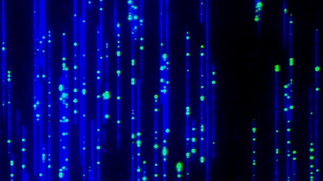Ukázka optického mapování genomu pšenice. Modrá vlákna představují dlouhé úseky dědičné informace, na kterých jsou patrné žlutozelené značky označující konkrétní místa v DNA.