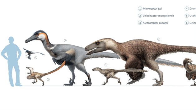 Pokud lze vit závrm nové studie, pak práv Microraptor zhaoianus je...