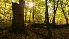 Pozstatky mohutných dub v národní pírodní rezervaci Ranpurk dokládají, e...