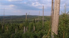 Pirozená obnova lesa na Tístoliníku.