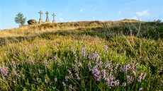 Rezervace K�í�ky. Na hadcové skále tu rostou vzácné rostliny, nap�íklad...
