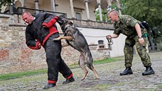 Výcvik služebních psů pražské Hradní stráže.