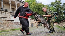 Výcvik služebních psů pražské Hradní stráže.