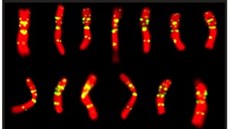 Uk�zka jednoho z�t��d�n�ch chromozom� p�enice. �erven� je zbarvena molekula DBA, �lut� jedna z�mnoha opakuj�c�ch se sekvenc� genomu.