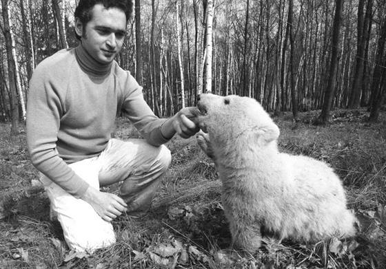 Manelm Tilovým se v roce 1976 podailo odchovat první mlád ledního medvda...