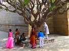 Indie a posvátné stromy