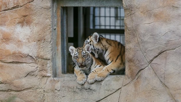 Čtveřice mladých tygrů ussurijských dnes poprvé poznávala výběh.