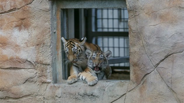 Čtveřice mladých tygrů ussurijských se při prvním poznávání výběhu trochu ostýchala.