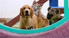 �t��ata, lví�ata, tyg�íci a mlá�ata hyen pohromad� v �ínské ZOO