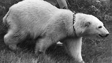 Manelm Tilovým se v roce 1976 podailo odchovat první mlád ledního medvda...
