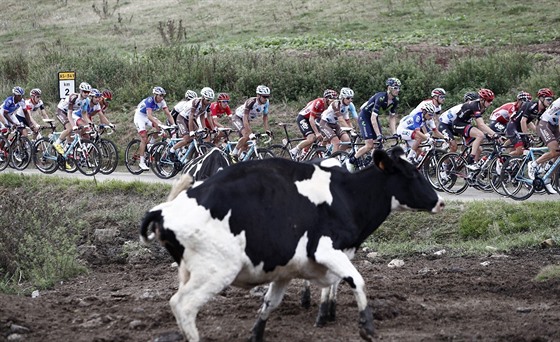 KRÁVY A PELOTON. Momentka z etapy na Lagos de Covadonga na Vuelt v roce 2016