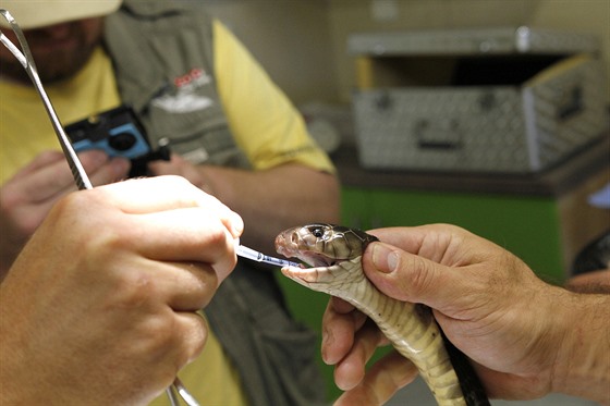 Kobra černá trpí záněty jedového váčku, veterinář ji operoval.