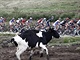 KRVY A PELOTON. Momentka z etapy na Lagos de Covadonga na Vuelt v roce 2016