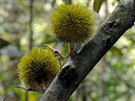Existuje mnoho druh, ovem chu durianu se lií i strom od stromu.
