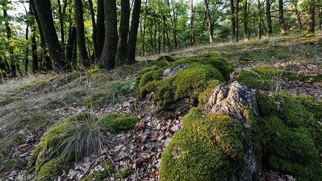 Listnaté lesy jsou pro Podyjí typické.