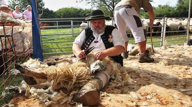 Gorol� se utkali ve st��h�n� ovc�.