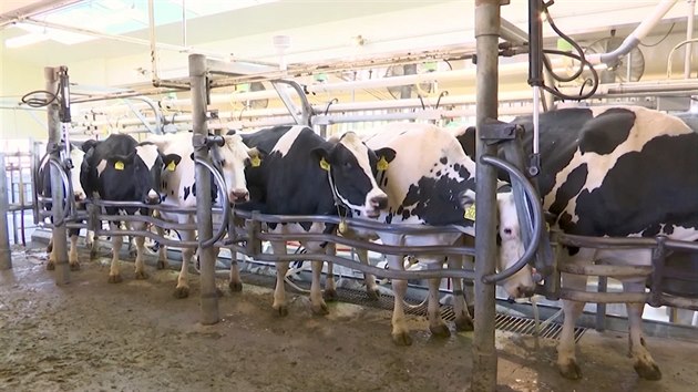Do první studie kalifornské univerzity bylo zařazeno pouze 12 kusů mléčného dobytka, u kterého vědci přímo na krmném stanovišti měří množství metanu, které krávy přikrmované mořskými řasami vydechují.