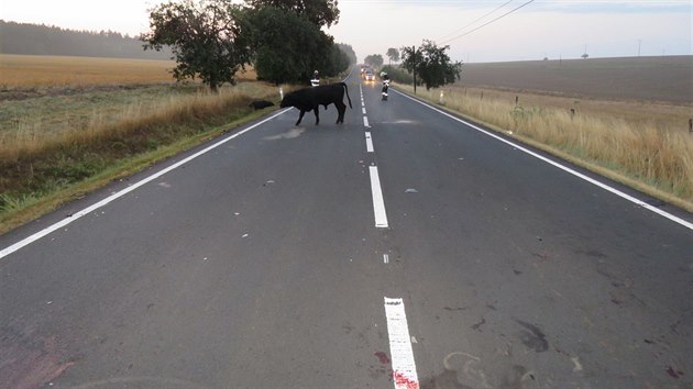 Pi dopravn nehod na Tachovsku se zranil nejen idi osobnho vozidla, ale i bci. Jedno zve kolizi nepeilo.