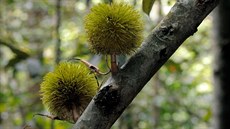 Existuje mnoho druhů, ovšem chuť durianu se liší i strom od stromu.