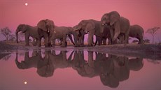 Botswan patí s odhadovaným potem 130 000 slon svtové prvenství ve výskytu...