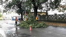 Hasi�i jihomoravsk�ho kraje cel� v�kend odstra�uj� popadan� stromy a v�tve.