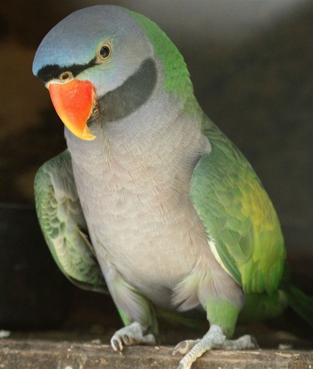 Zoo v Ostrav se pochlubila papoukem alexandrem ínským.