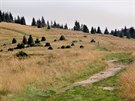 Vrcholové partie pohoí Gorce jsou ásten odlesnné.