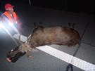 Během krátké doby srazila v Moravskoslezském kraji auta tři velká zvířata....