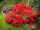 Rud kvetoucí rododendron