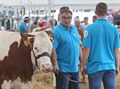 Sout miss kráva na národní výstav skotu v Radeínské Svratce na ársku.