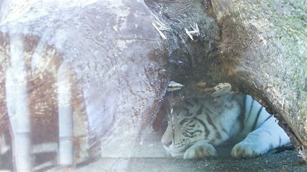 B�l� tyg�i v Liberci zat�m z�stanou.