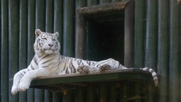 Bílí tygři patří k velkým aktrakcím liberecké zoo.
