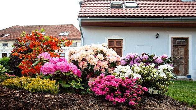 Rododendrony hraj na jae vemi barvami, nkter kultivary dokonce zvldaj pstovn na slunku.