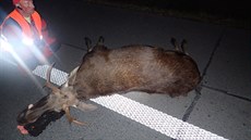 B�hem krátké doby srazila v Moravskoslezském kraji auta t�i velká zví�ata....