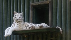 Bílí tygi patí k velkým aktrakcím liberecké zoo.