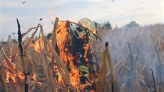 Po�ár pole s kuku�icí ve �ternberku na Olomoucku.