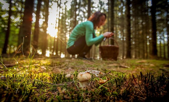 S přicházejícím podzimem houbařům na jihu Čech začaly žně.