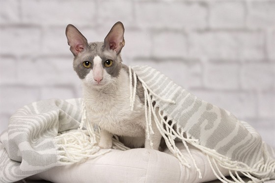 Cornish rex je britské plemeno vylechtné v roce 1950, tedy pomrn mladé.