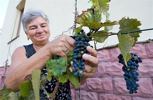 Ve Strái nad Nisou dozrálo Helen a Karlovi Lajnerovým ervené víno, za které...