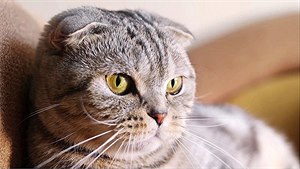 Skotská klapouchá: kočka odolná něžnostem a stresu