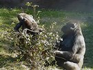 Dvouletý gorilák Ajabu jako zahradník niitel