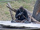 Gorilák Nuru si venku vyhraje i s krou