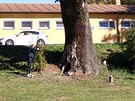 Vandal pokodil významn památkový strom v Hluboké nad Vltavou.