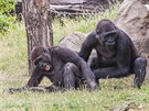 Kiburi a Nuru se kokují ve venkovním výbhu Pavilonu goril Zoo Praha. 