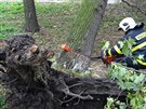 Po vichici zamstnaly hasie v Moravskoslezském kraji hlavn popadané stromy....