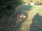 Uprchl klokan v jedn ze zahrad na okraji Broumova (21.9.2018).