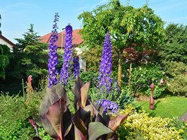 Zahrada Romana Kasla - modr ostroky