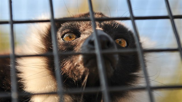 Dve zjmov chov vce ne padesti druh zvat v Sedlci u Mikulova m od letonho jara oficiln licenci zoologick zahrady. Jej chloubou je padestka opic ze starho i novho svta.